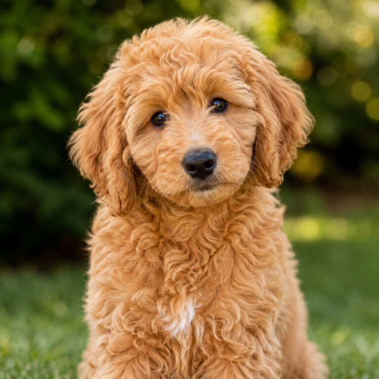 Charlie